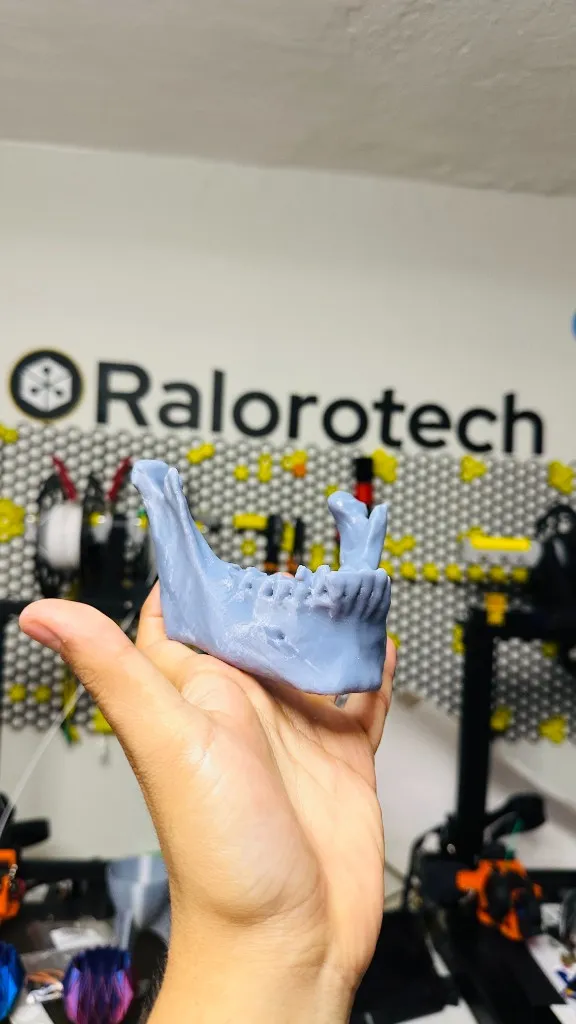 Mandíbula anatómica en resina con detalle de proceso y cavidad alveolar